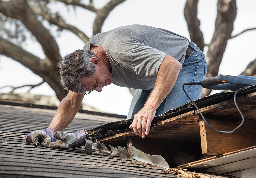 Roof rot